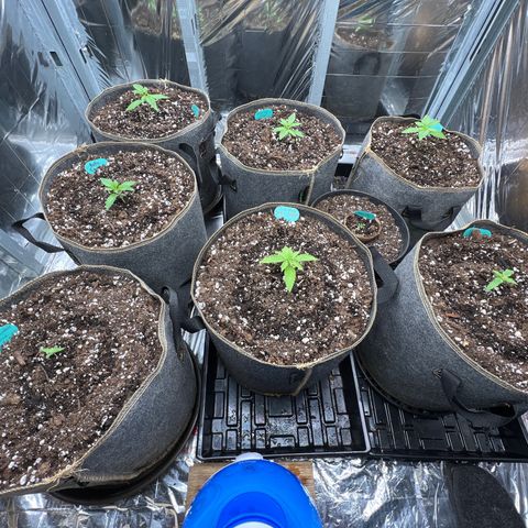 The volunteer (Maui Waui) growlog photo: Everything looks great!!!