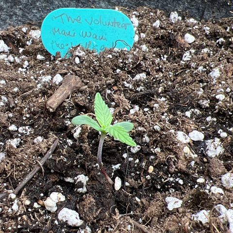 The volunteer (Maui Waui) growlog timeline photo