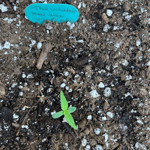 The volunteer (Maui Waui) growlog timeline photo