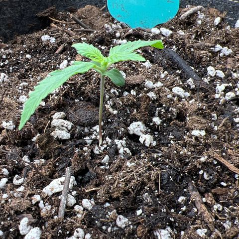 Maui waui 2 growlog timeline photo