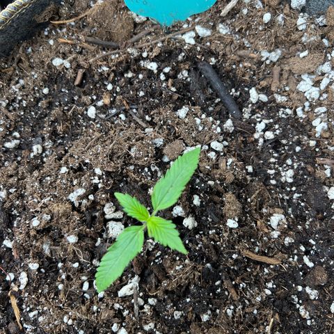 Maui waui 2 growlog timeline photo