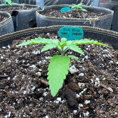 Original Auto Jack Herer growlog timeline photo
