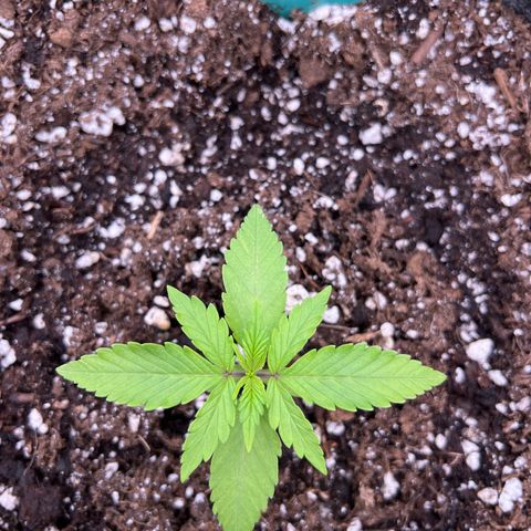 Original Auto Jack Herer growlog timeline photo