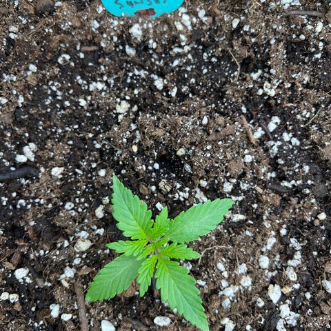 Arctic Sunset growlog timeline photo