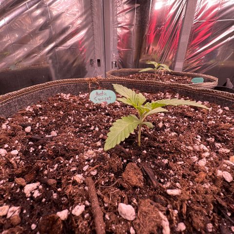 Arctic Sunset growlog timeline photo
