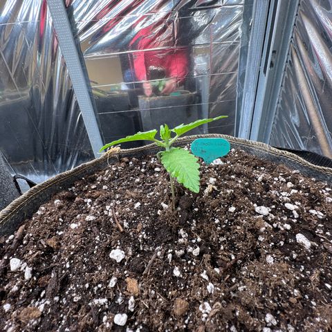 Mimosa Cake Auto growlog timeline photo