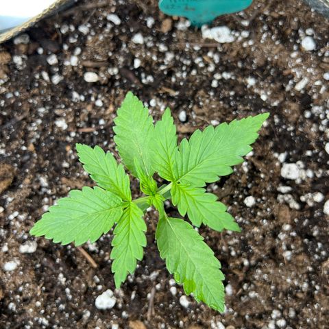 Mimosa Cake Auto growlog timeline photo
