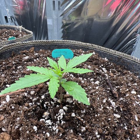 Wedding Glue Auto growlog timeline photo