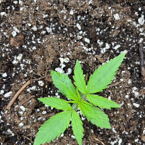 Wedding Glue Auto growlog timeline photo
