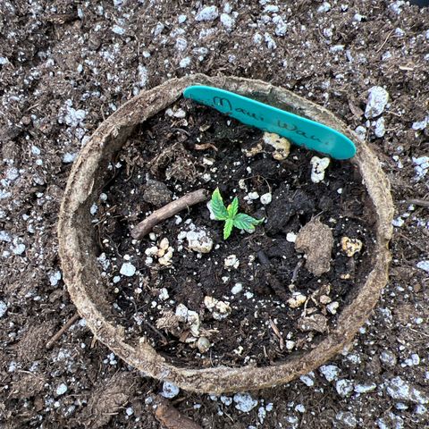Hawaii Maui Waui Automatic growlog photo: Still kicking 
