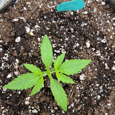 Blueberry Kush Automatic growlog timeline photo