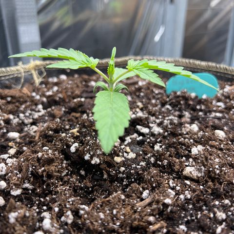 Blueberry Kush Automatic growlog timeline photo