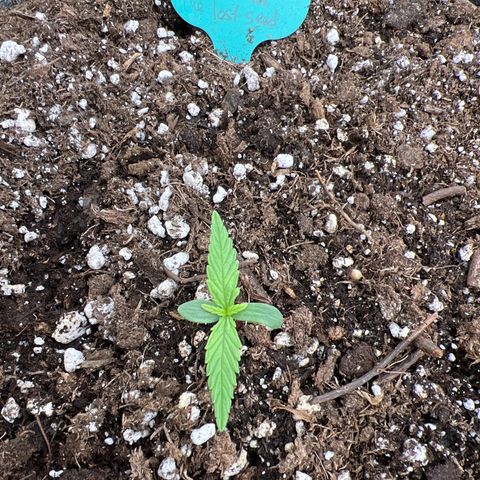 The volunteer (Maui Waui) growlog timeline photo
