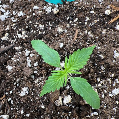 Maui waui 2 growlog timeline photo