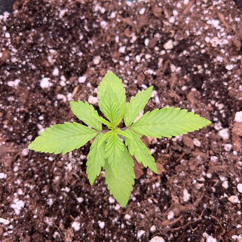 Original Auto Jack Herer growlog timeline photo
