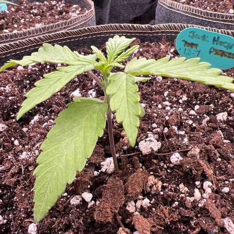 Original Auto Jack Herer growlog timeline photo