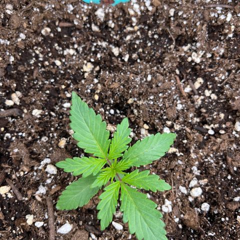 Arctic Sunset growlog timeline photo
