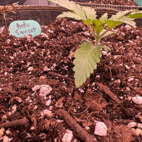 Arctic Sunset growlog timeline photo
