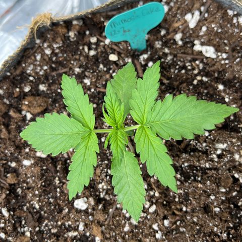 Mimosa Cake Auto growlog timeline photo