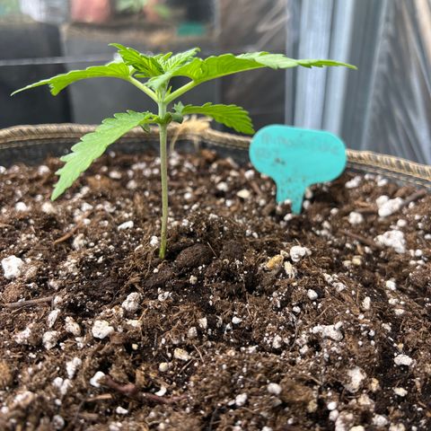 Mimosa Cake Auto growlog timeline photo