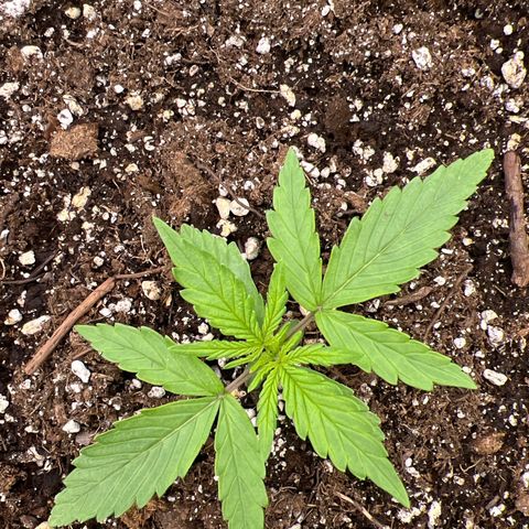 Wedding Glue Auto growlog timeline photo
