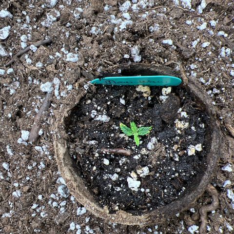 Hawaii Maui Waui Automatic growlog timeline photo