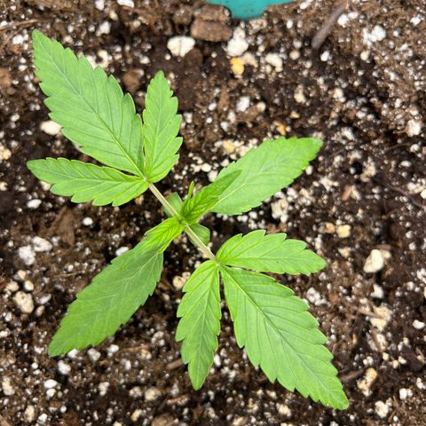 Blueberry Kush Automatic growlog timeline photo