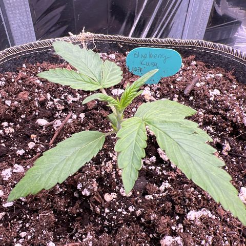 Blueberry Kush Automatic growlog timeline photo