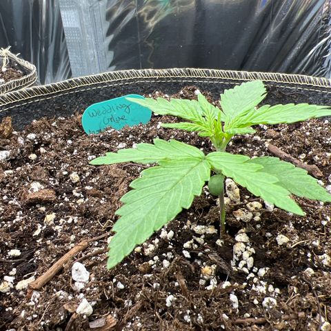 Wedding Glue Auto growlog timeline photo