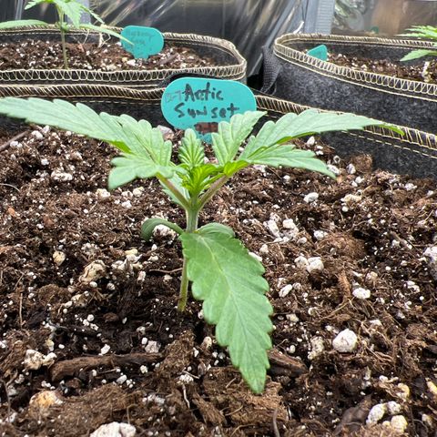 Arctic Sunset growlog timeline photo