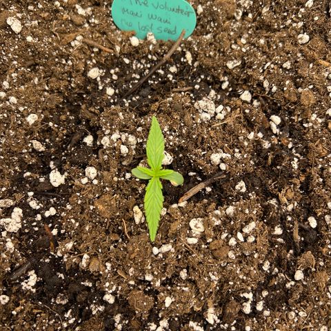The volunteer (Maui Waui) growlog timeline photo