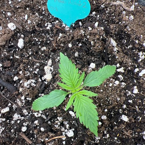Maui waui 2 growlog timeline photo