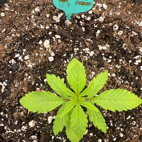 Original Auto Jack Herer growlog timeline photo