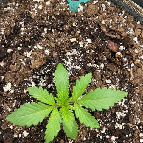Arctic Sunset growlog timeline photo