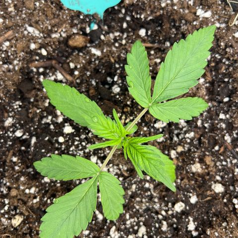 Blueberry Kush Automatic growlog timeline photo