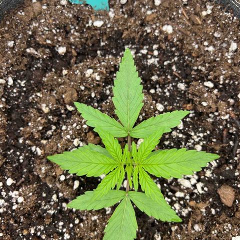 Arctic Sunset growlog timeline photo