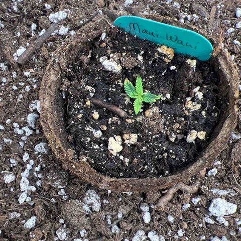 Hawaii Maui Waui Automatic growlog timeline photo
