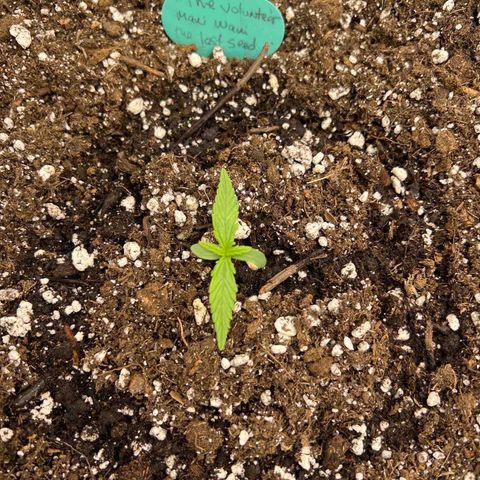 The volunteer (Maui Waui) growlog timeline photo