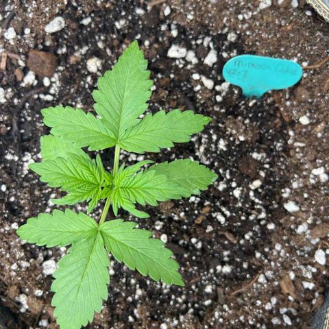 Mimosa Cake Auto growlog timeline photo