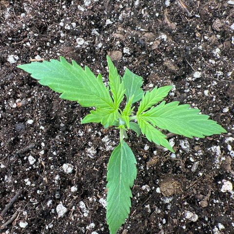 Maui waui 2 growlog timeline photo