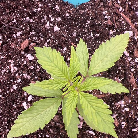 Original Auto Jack Herer growlog timeline photo