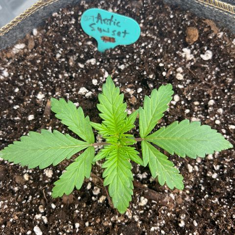 Arctic Sunset growlog timeline photo