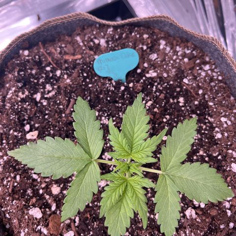 Mimosa Cake Auto growlog timeline photo