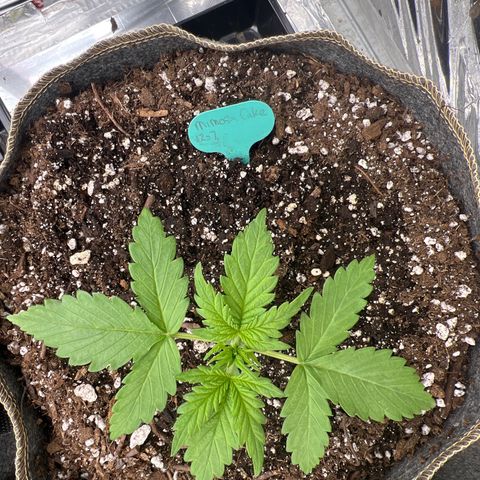 Mimosa Cake Auto growlog timeline photo