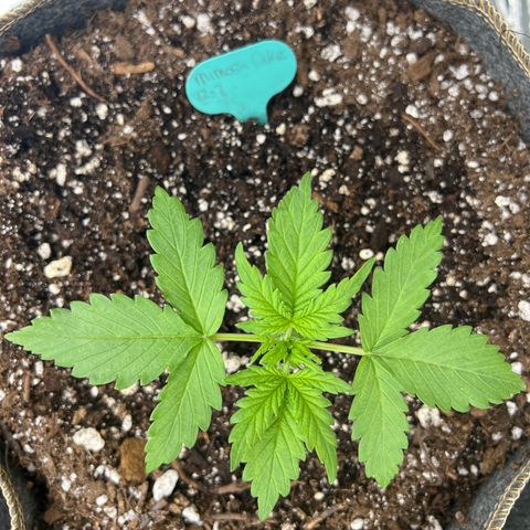 Mimosa Cake Auto growlog timeline photo