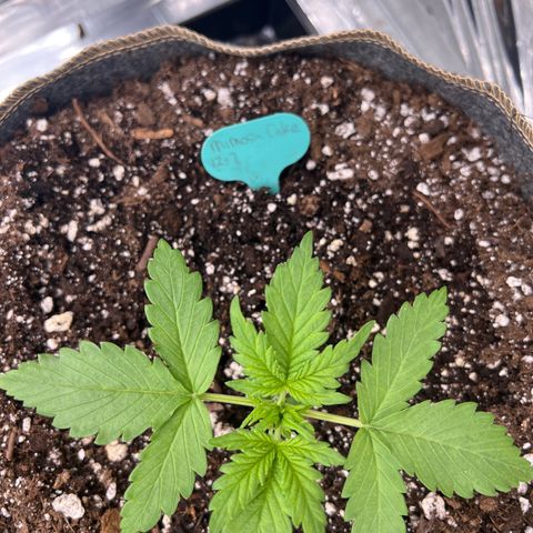 Mimosa Cake Auto growlog timeline photo