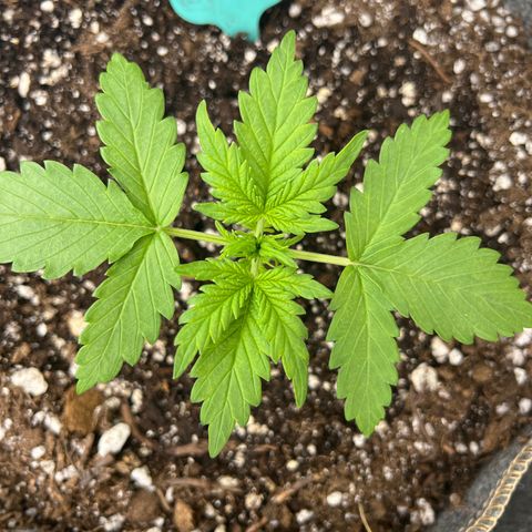 Mimosa Cake Auto growlog timeline photo