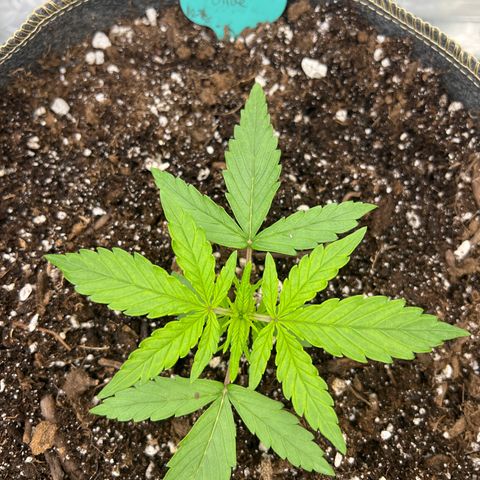 Wedding Glue Auto growlog timeline photo