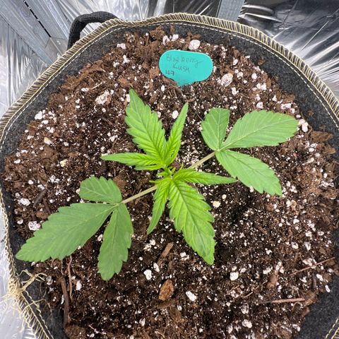 Blueberry Kush Automatic growlog timeline photo