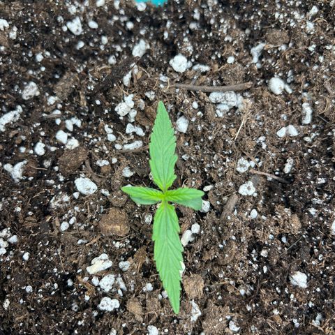 The volunteer (Maui Waui) growlog timeline photo